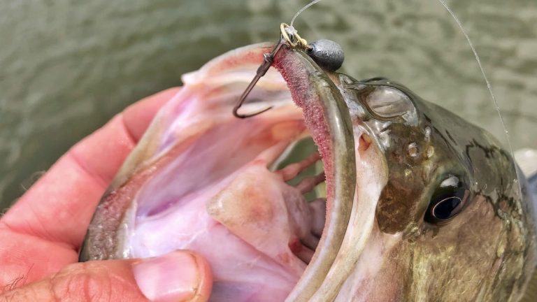 How to Fish the Free Rig for Bass Fishing