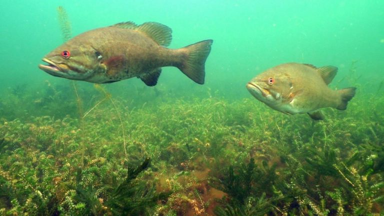 Tips for Drop Shotting Smallmouth Bass in Grass