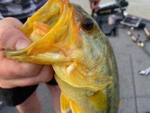 Arkansas Angler Catches Extremely Rare Largemouth Bass