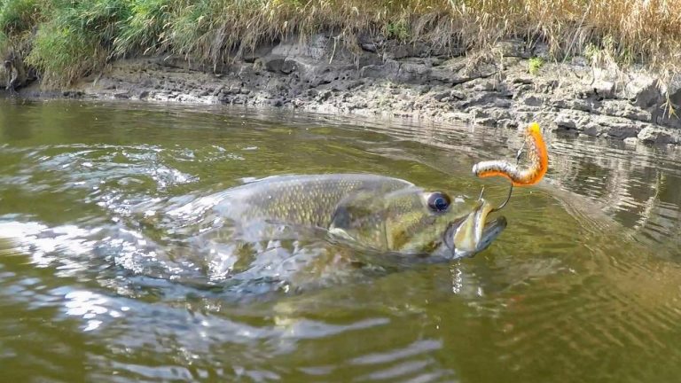 Fishing the Tiny Child Rig | What it Looks Like Underwater