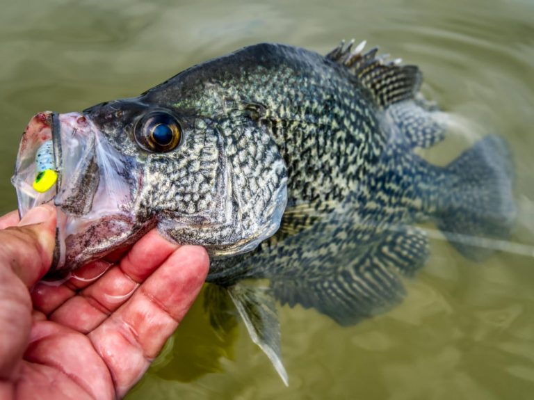 Best Crappie Lakes and Fishing Destinations in America