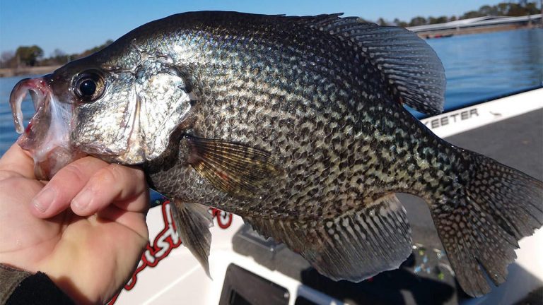 Best Crappie Lakes and Fishing Destinations in America