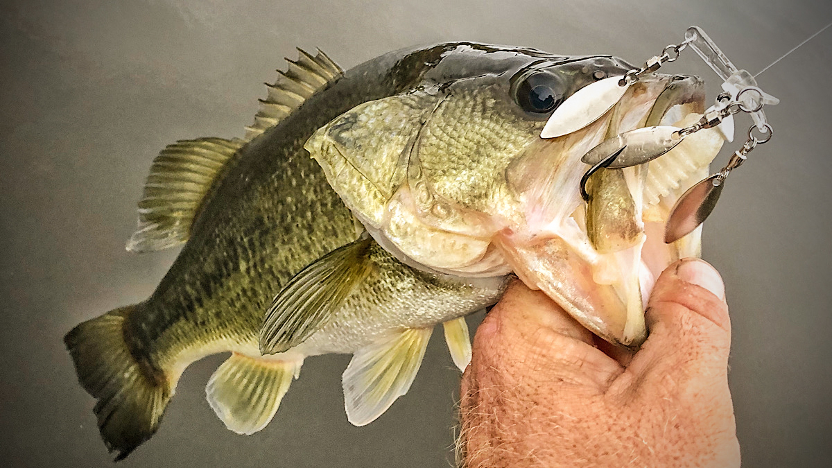 bass caught on swimbait