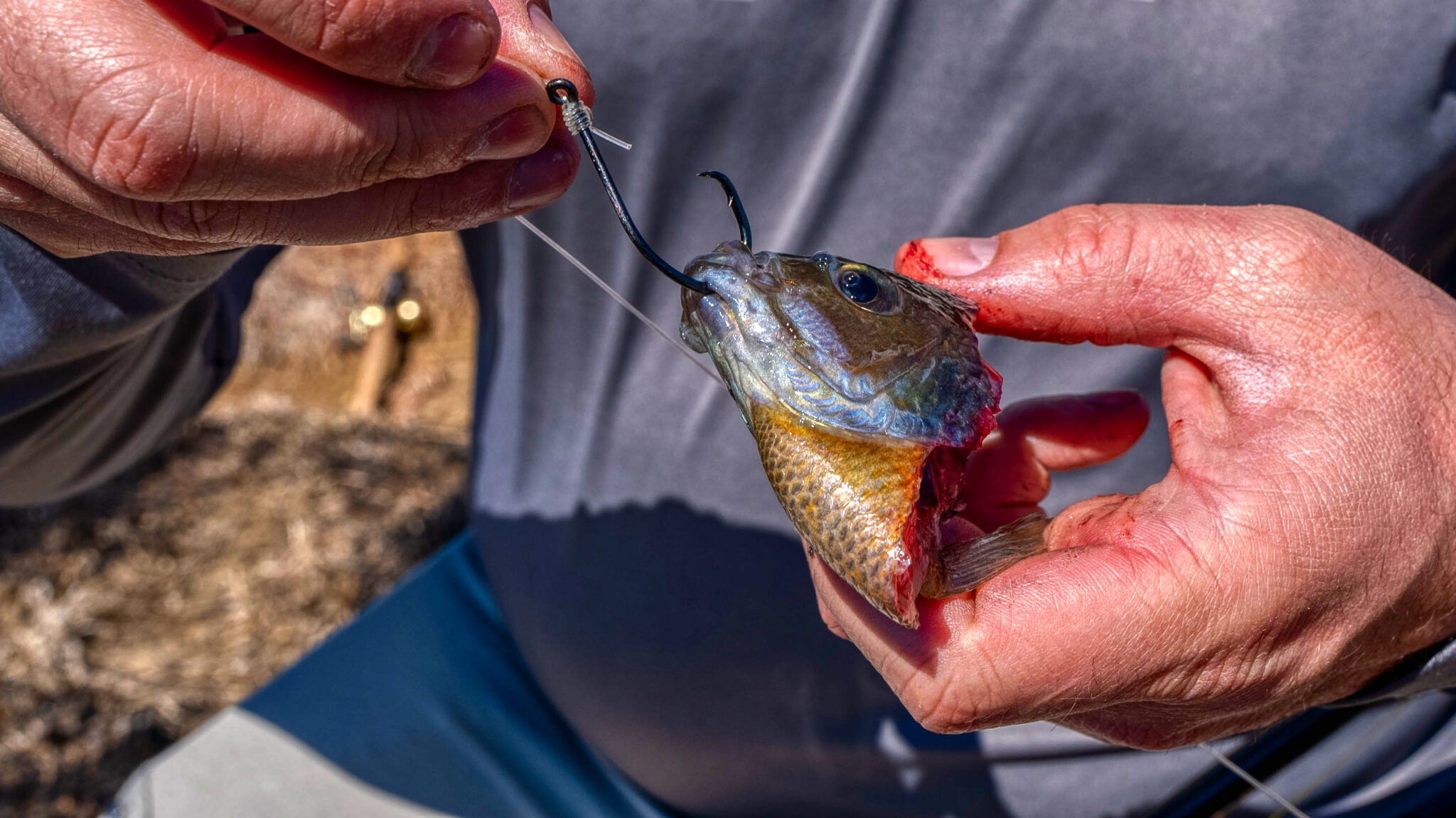 catfish circle hooks