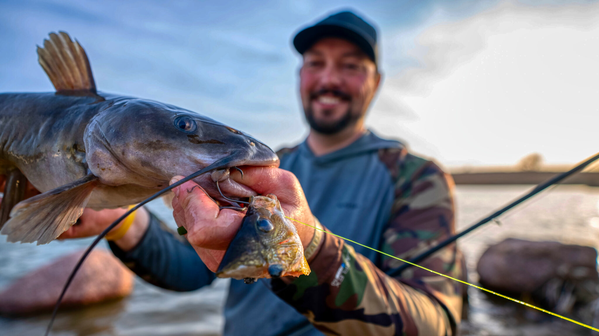 Nice catfish on cut bluegill