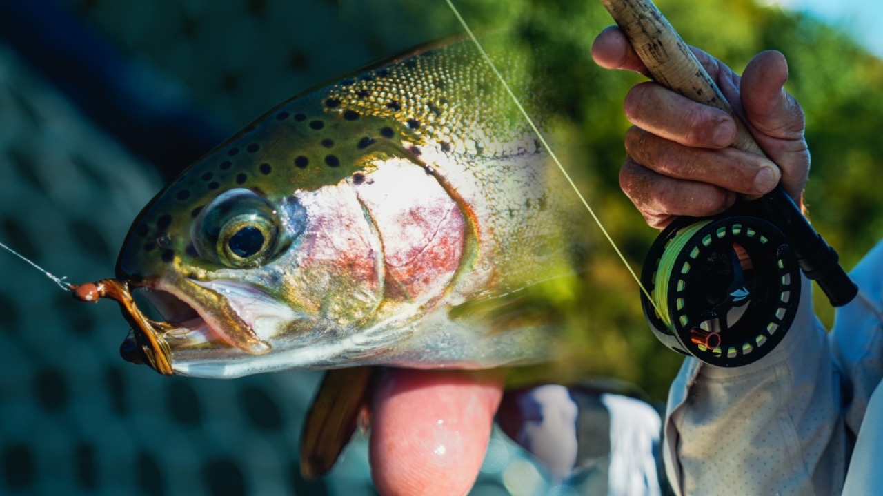 fly-fishing-for-trout