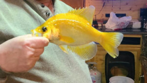 Rare Golden Crappie Caught Ice Fishing