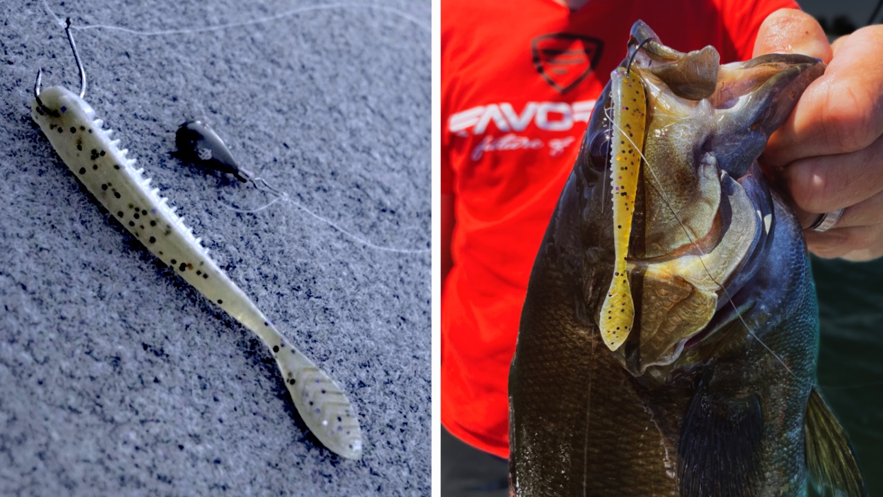 sight fishing smallmouth bass