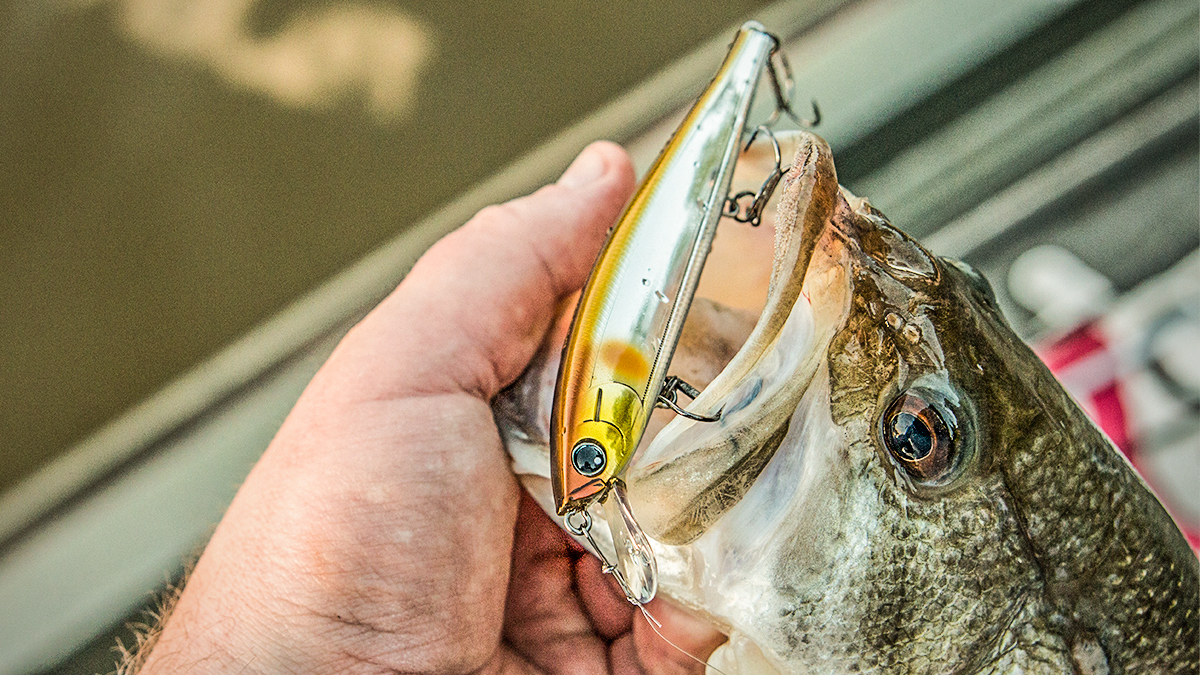 A Guide to Bass Fishing Soft Plastics - Wired2Fish