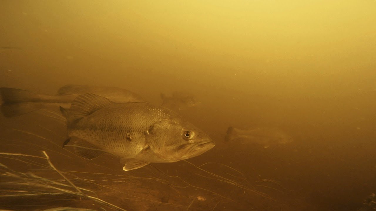 tidal bass underwater