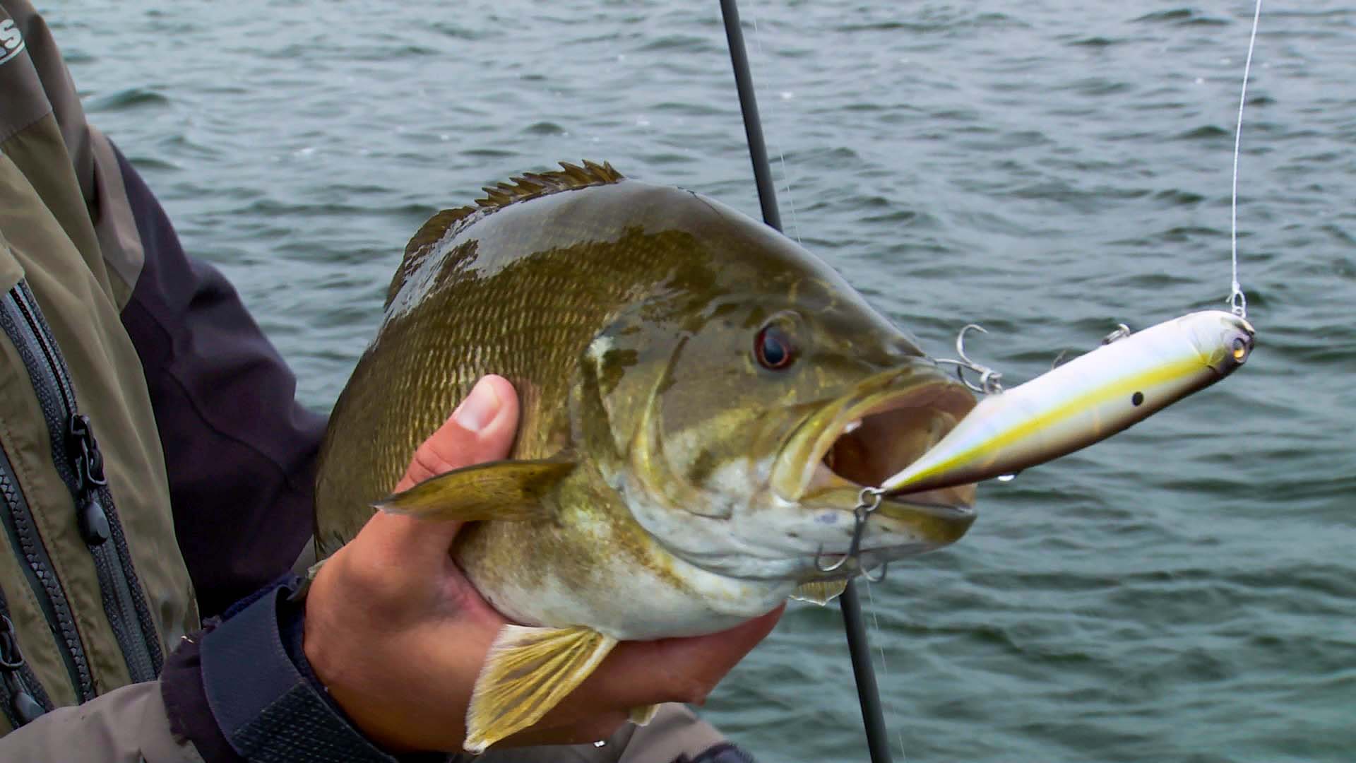 Topwater smallmouth bass