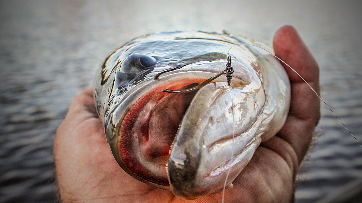 drop shot hook in bass mouth