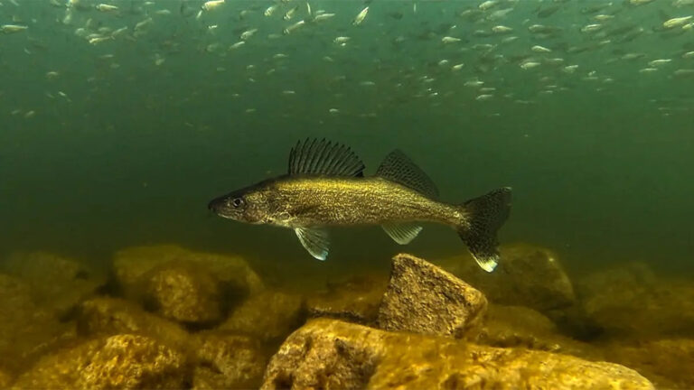 Walleye | A Comprehensive Species Guide