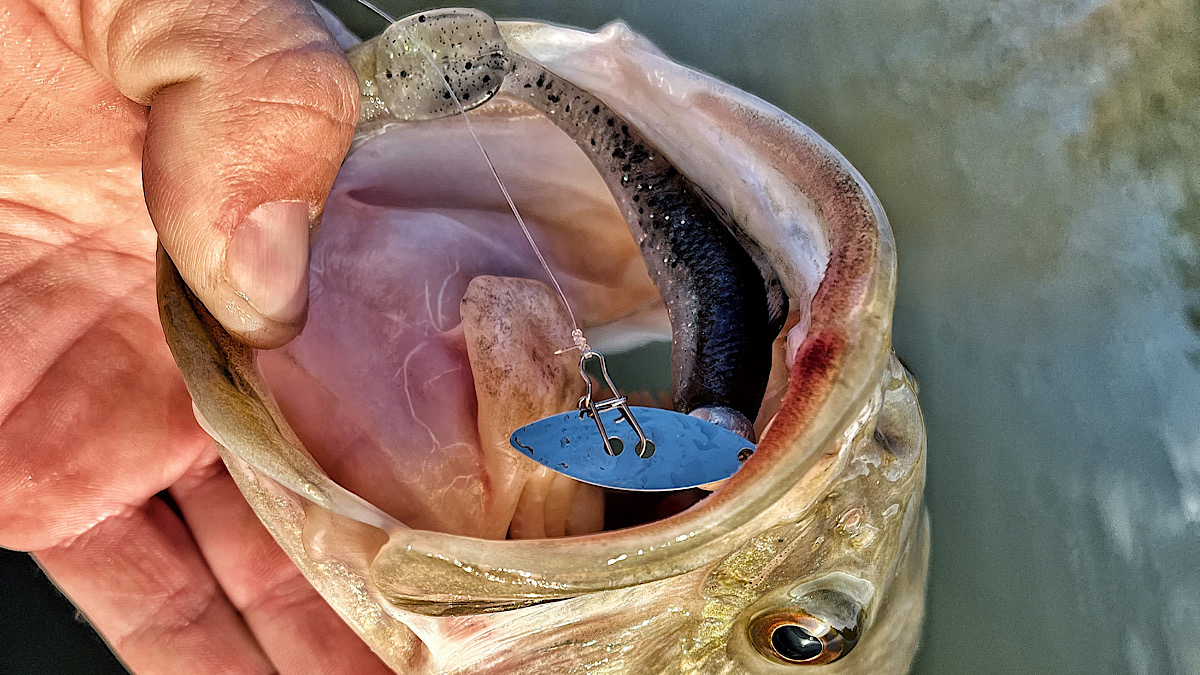 bass with chatterbait in mouth